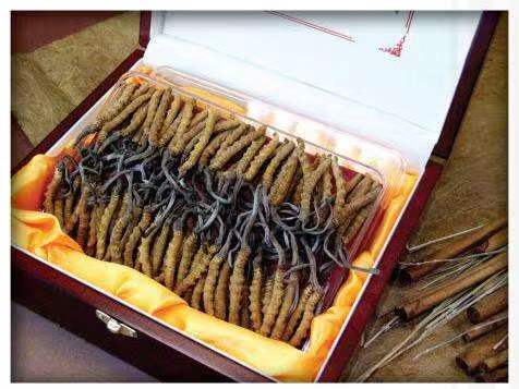 集安冬虫夏草回收